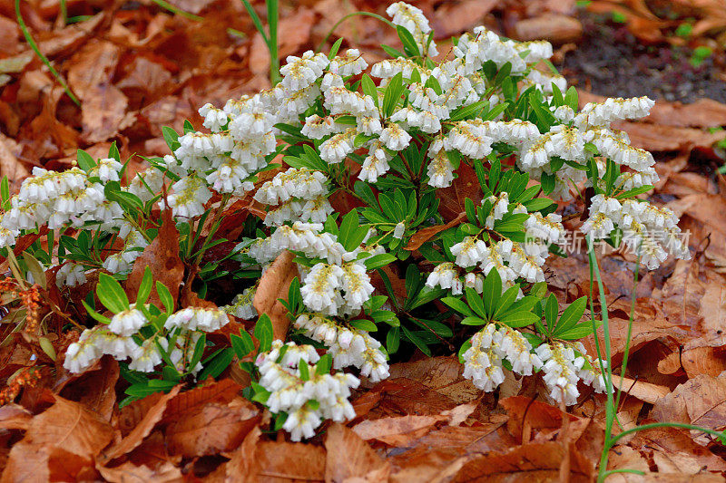 Pieris japonica /日本仙女座花